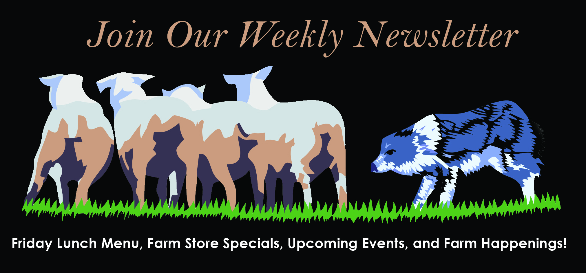 Join our Weekly Newsletter!