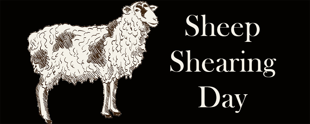 Sheep Shearing Day